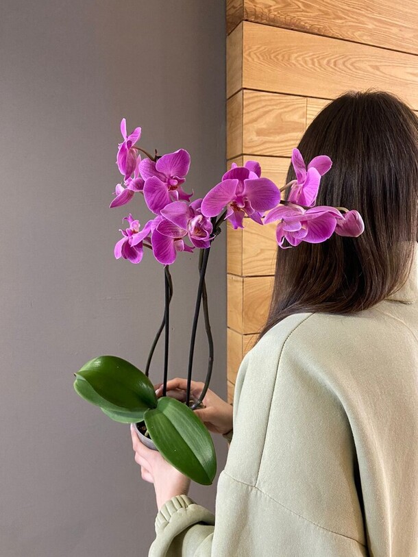 Фаленопсис 2ст., артикул F1103390 - 2500 рублей, доставка по городу. Flawery - доставка цветов