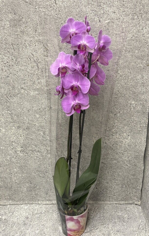 Орхидея фаленопсис, артикул F1507672 - 4000 рублей, доставка по городу. Flawery - доставка цветов