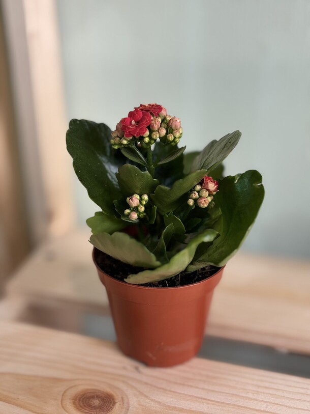 Каланхоэ каландива, артикул F1534243 - 1200 рублей, доставка по городу. Flawery - доставка цветов