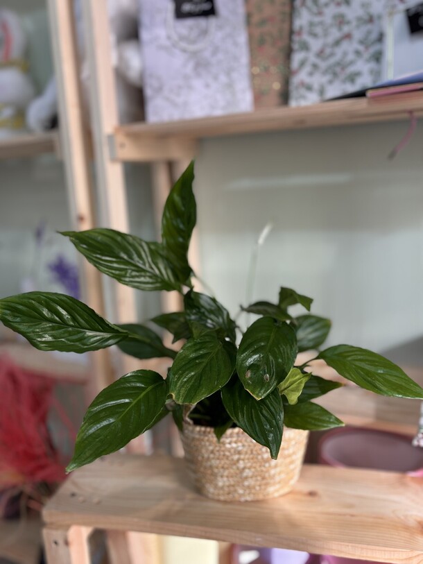 Спатифиллум, артикул F1534246 - 1450 рублей, доставка по городу. Flawery - доставка цветов