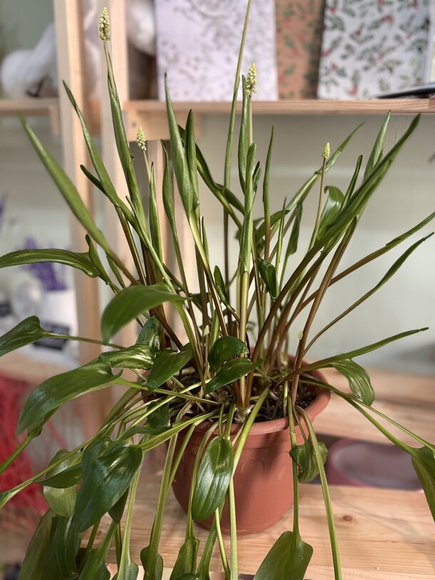 Дримиопсис, артикул F1534255 - 2300 рублей, доставка по городу. Flawery - доставка цветов