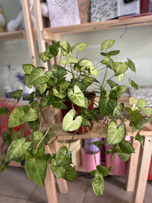 Сингониум, артикул F1534257 - 4300 рублей, доставка по городу. Flawery - доставка цветов