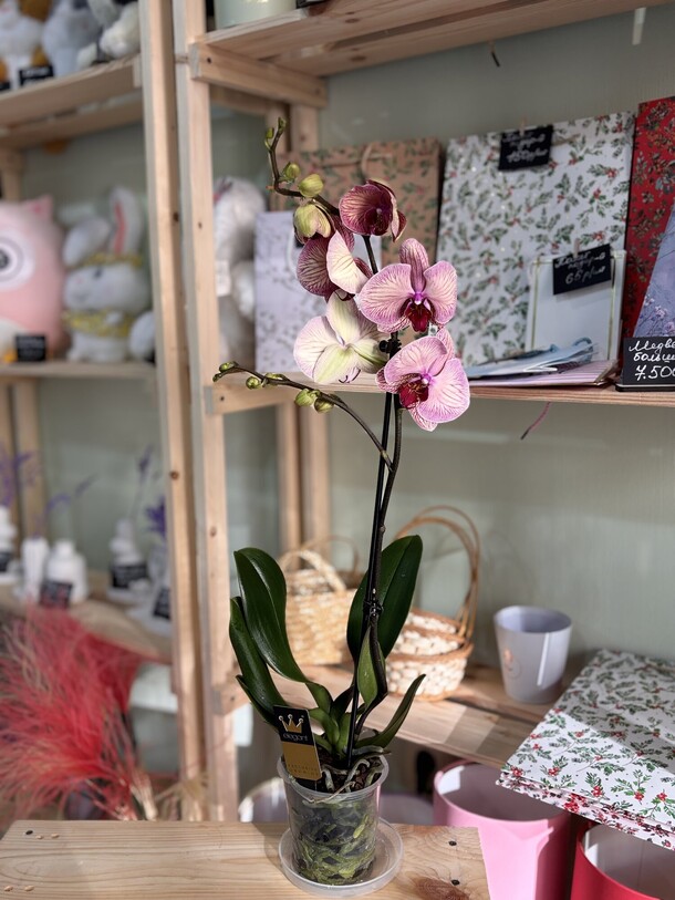 Орхидея фаленопсис, артикул F1534259 - 3900 рублей, доставка по городу. Flawery - доставка цветов