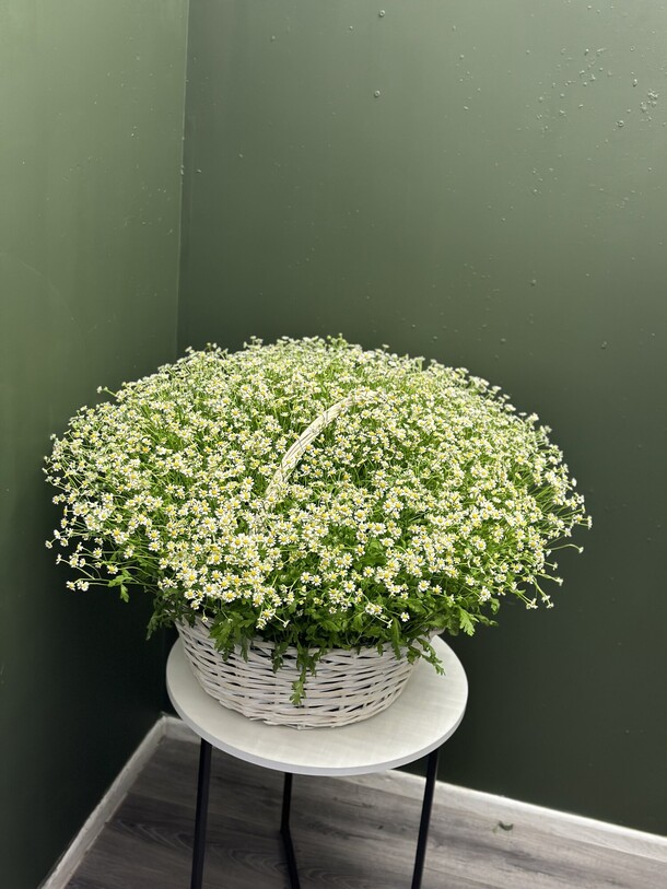 Ромашки в корзине, артикул F1249826 - 53590 рублей, доставка по городу. Flawery - доставка цветов