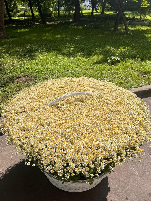 Ромашковое поле, артикул F1453422 - 300102 рублей, доставка по городу. Flawery - доставка цветов