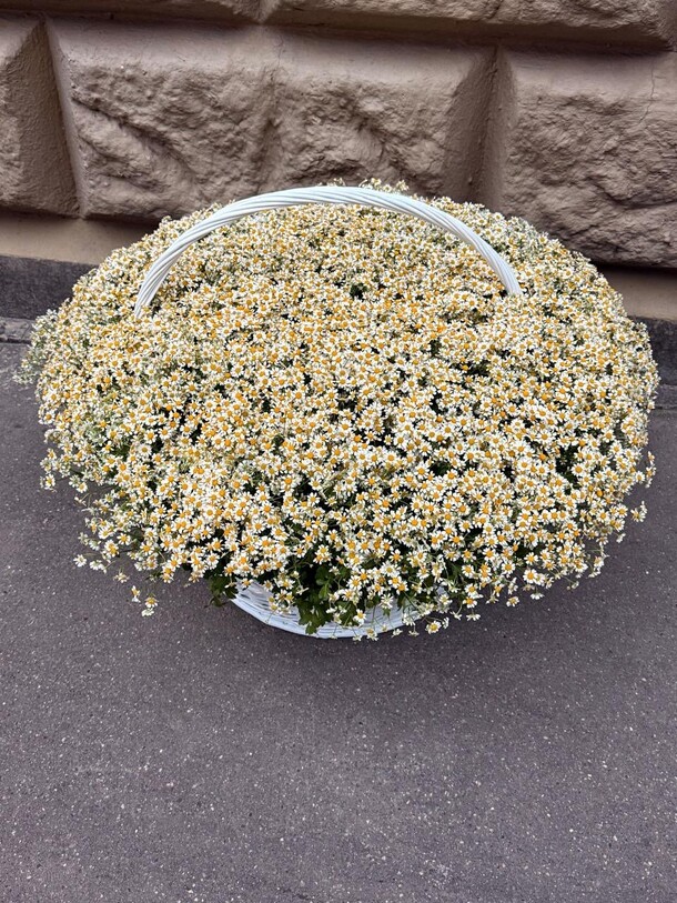 Ромашка в корзине 501, артикул F1453429 - 160771 рублей, доставка по городу. Flawery - доставка цветов