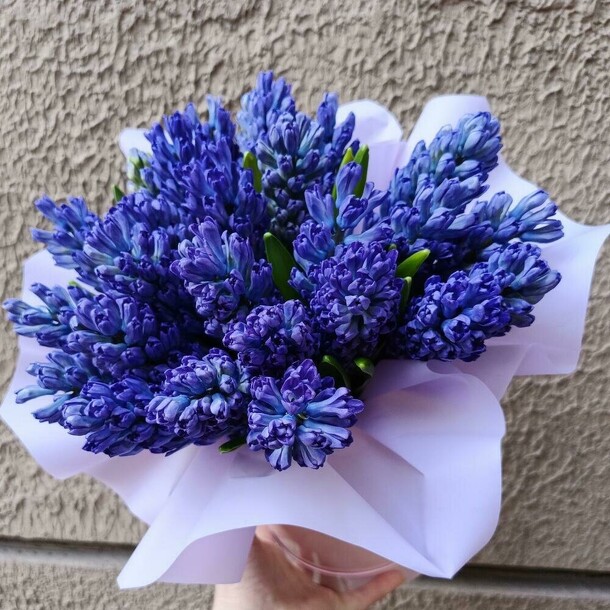 Гиацинт синий 25 в шляпной коробке, артикул F1393479 - 12429 рублей, доставка по городу. Flawery - доставка цветов