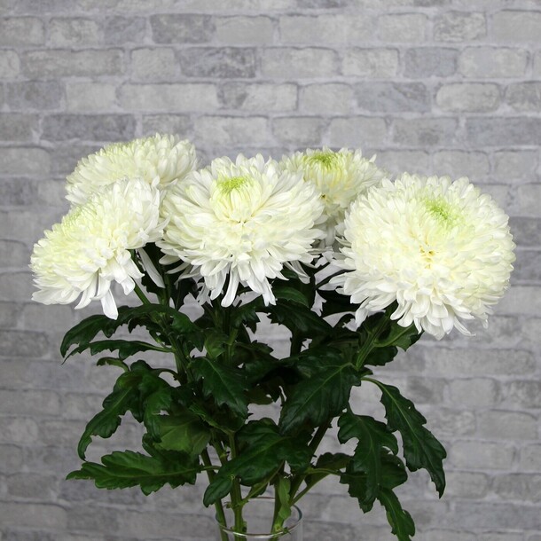 Хризантема одноголовая, артикул F102519 - 2650 рублей, доставка по городу. Flawery - доставка цветов