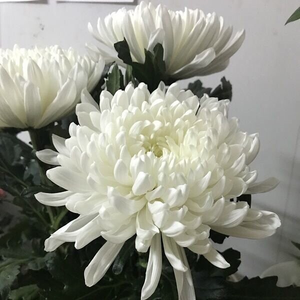 Хризантема одноголовая, артикул F102521 - 1430 рублей, доставка по городу. Flawery - доставка цветов