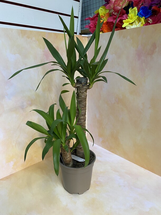 Юкка 17*70 см 2 ствола, артикул F1263173 - 7450 рублей, доставка по городу. Flawery - доставка цветов