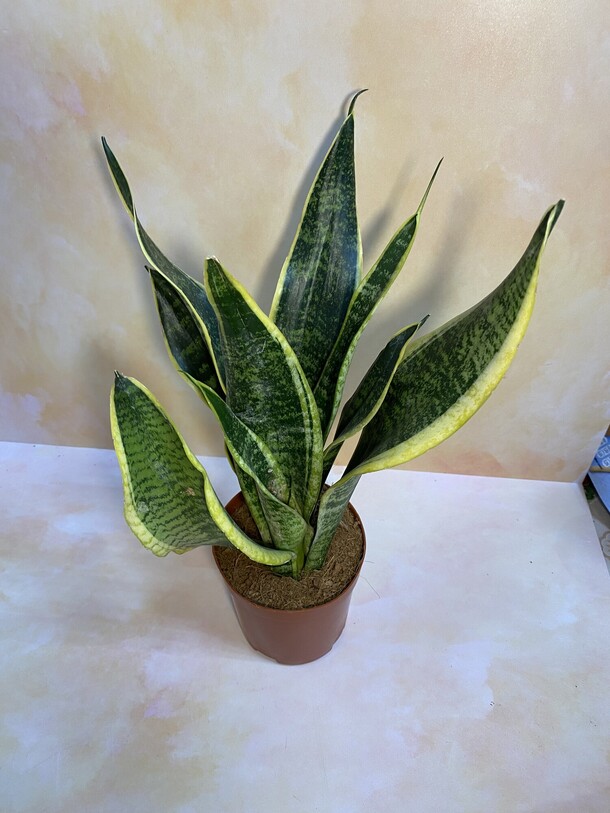 Сансевиерия, артикул F1266766 - 2500 рублей, доставка по городу. Flawery - доставка цветов