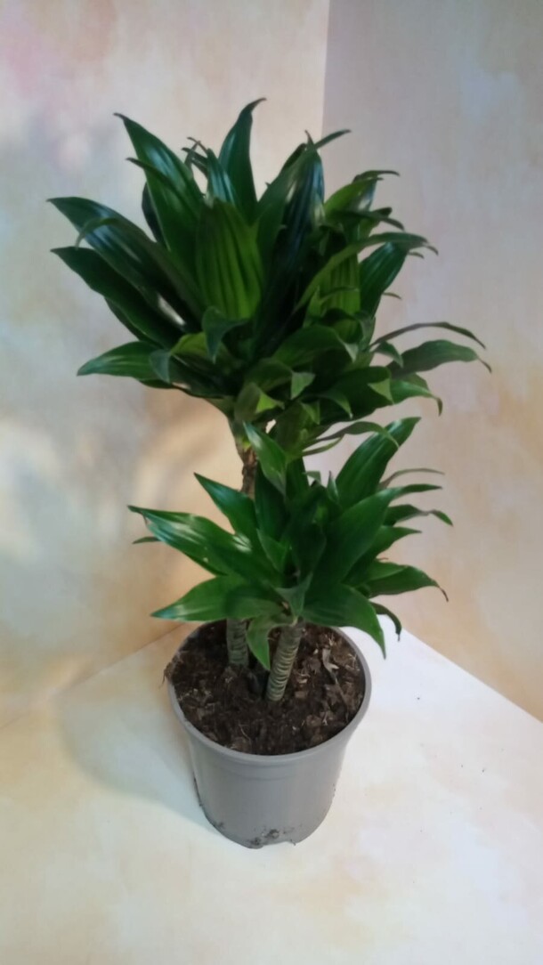 Драцена компакта, артикул F1276578 - 5200 рублей, доставка по городу. Flawery - доставка цветов