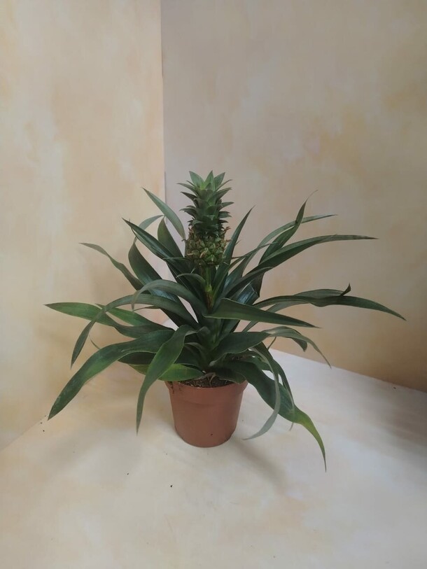 Ананас, артикул F1397658 - 3000 рублей, доставка по городу. Flawery - доставка цветов