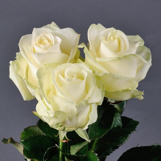 Роза аваланш, артикул F76816 - 1153 рублей, доставка по городу. Flawery - доставка цветов