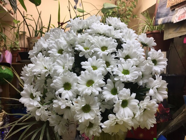 Хризантема бакарди 5 шт, артикул F79172 - 2100 рублей, доставка по городу. Flawery - доставка цветов