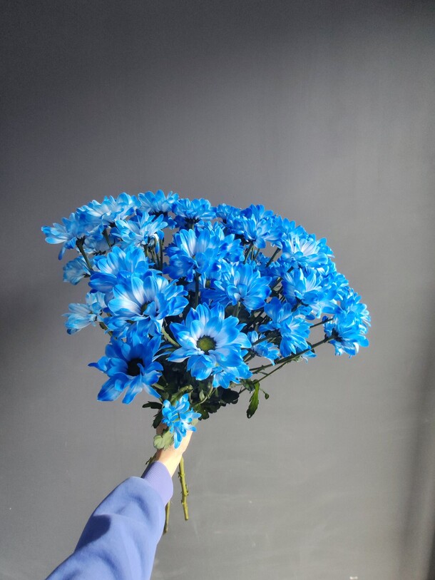 Букет 9 синих хризантем, артикул F1411141 - 5115 рублей, доставка по городу. Flawery - доставка цветов