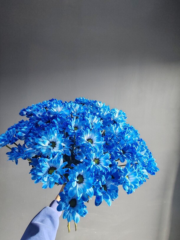 Букет 5 синих хризантем, артикул F1411149 - 2915 рублей, доставка по городу. Flawery - доставка цветов