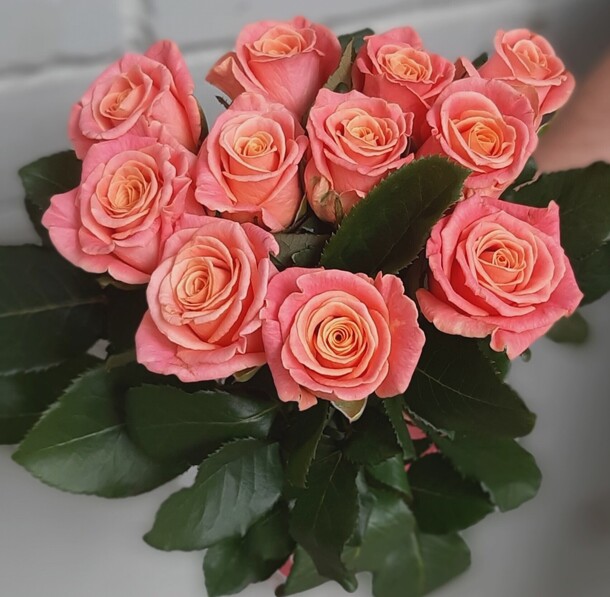 11 коралловых роз, артикул F1082789 - 1984 рублей, доставка по городу. Flawery - доставка цветов