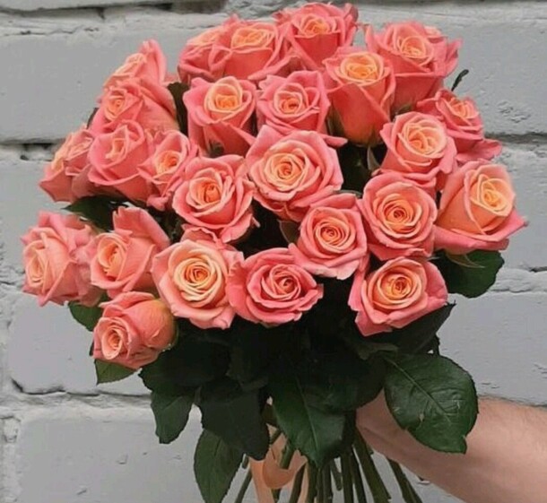 25 коралловых роз, артикул F1324917 - 5000 рублей, доставка по городу. Flawery - доставка цветов