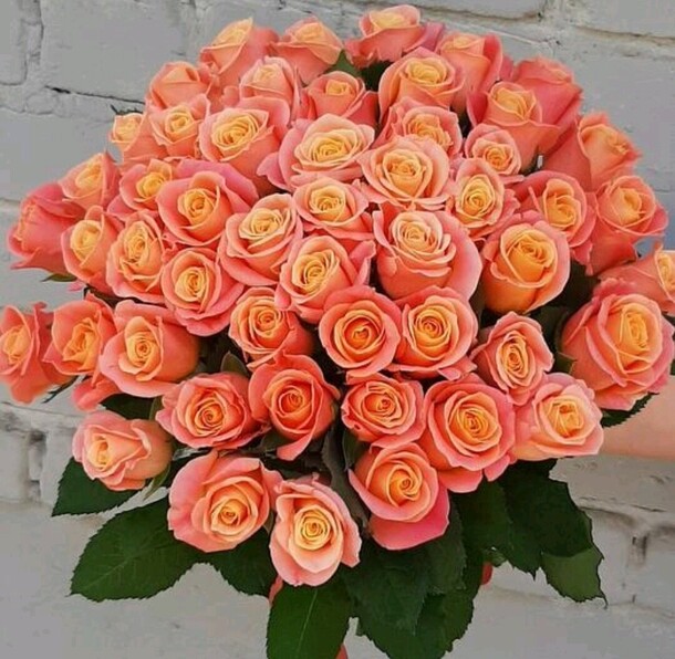 51 коралловая роза, артикул F1325234 - 10000 рублей, доставка по городу. Flawery - доставка цветов