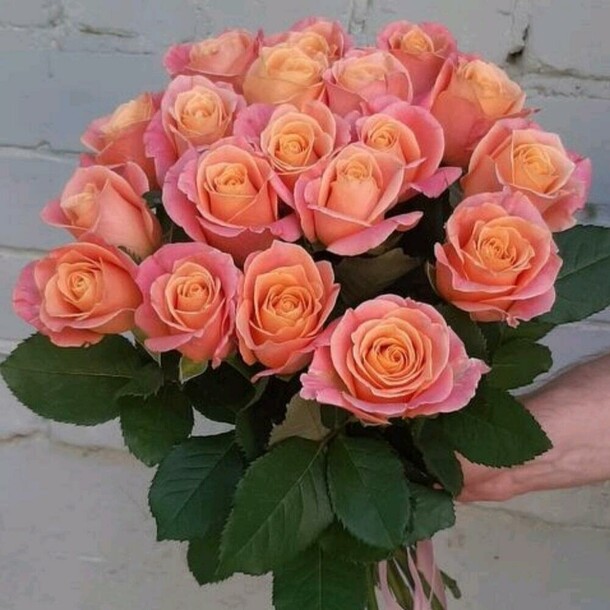 19 роз мисс пигги, артикул F1327650 - 2900 рублей, доставка по городу. Flawery - доставка цветов