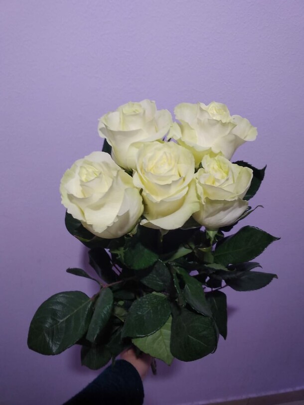 5 белых роз, артикул F115127 - 3149 рублей, доставка по городу. Flawery - доставка цветов