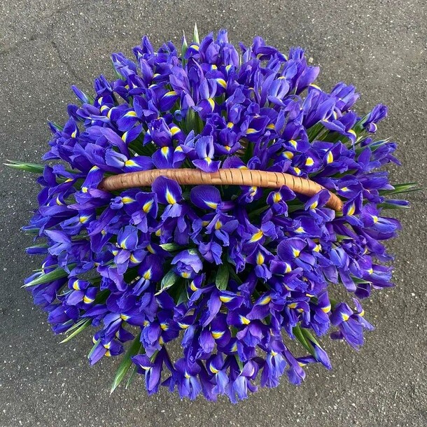 Ирис 101 в корзине, артикул F1169306 - 32215 рублей, доставка по городу. Flawery - доставка цветов