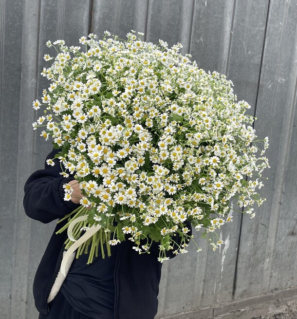 Ромашка белая, артикул F1276473 - 15800 рублей, доставка по городу. Flawery - доставка цветов