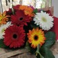 Букет из герберы