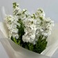 Букет из белой маттиоллы