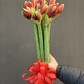 Амариллис красный