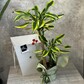 🌿 Драцена Фрагранс Еллоу Кост широколистная