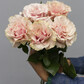 Французские розы Пинк Мондиаль