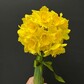 Весенние Нарциссы 25 шт