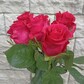5 роз 50 см