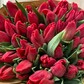 Охапка красных тюльпанов ЛОТОС