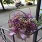 Радужная гипсофила в переноске с ручками